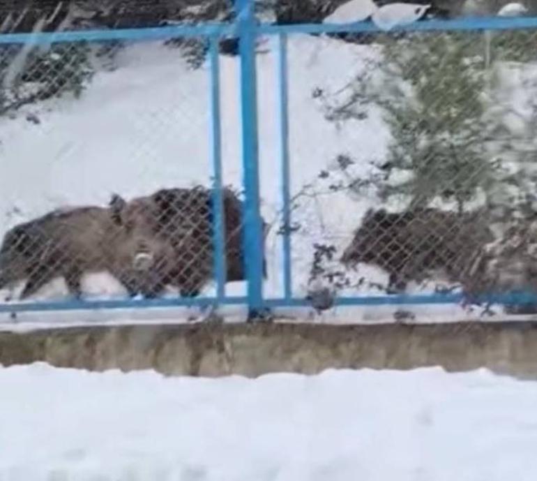 İstanbulda sürü halinde yola indiler Sürücü korna çalıp böyle seslendi... İlginç anlar kamerada