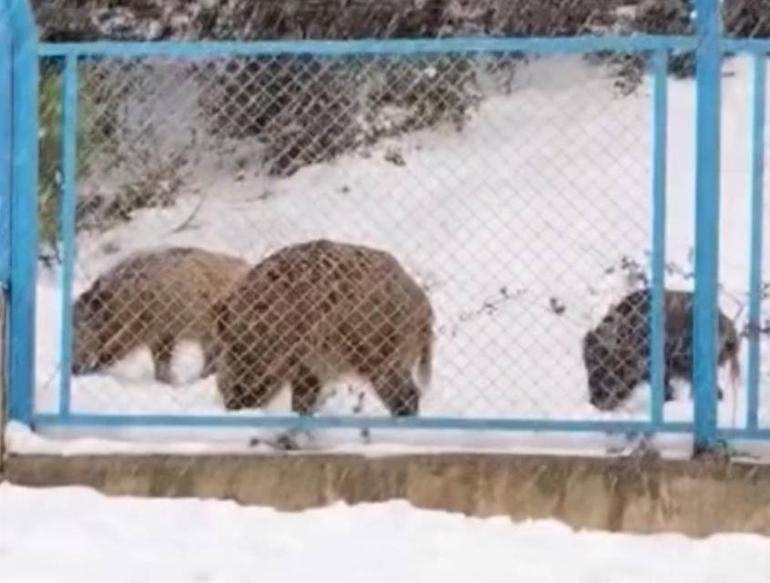 İstanbulda sürü halinde yola indiler Sürücü korna çalıp böyle seslendi... İlginç anlar kamerada