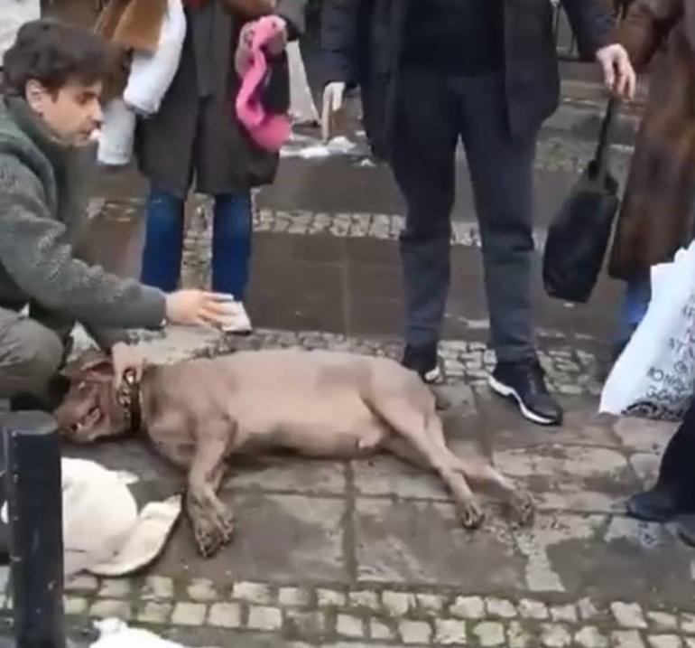 Kadıköy ve Beşiktaşta elektrik dehşeti: Kaldırımda yürüyen köpekler akıma kapıldı, 1i öldü