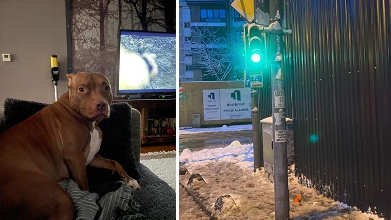 Kadıköy ve Beşiktaşta elektrik dehşeti: Kaldırımda yürüyen köpekler akıma kapıldı, 1i öldü