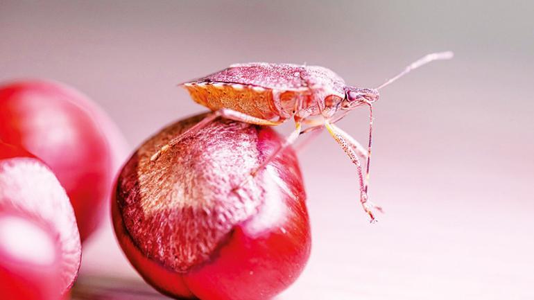 ‘Samuray’ işbaşında... 1 milyon arı haziranda bahçeye salınacak