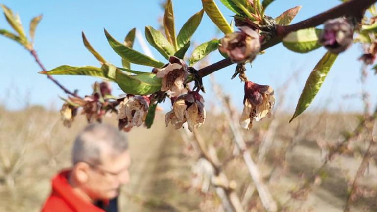 Tarladaki don cebi yakacak