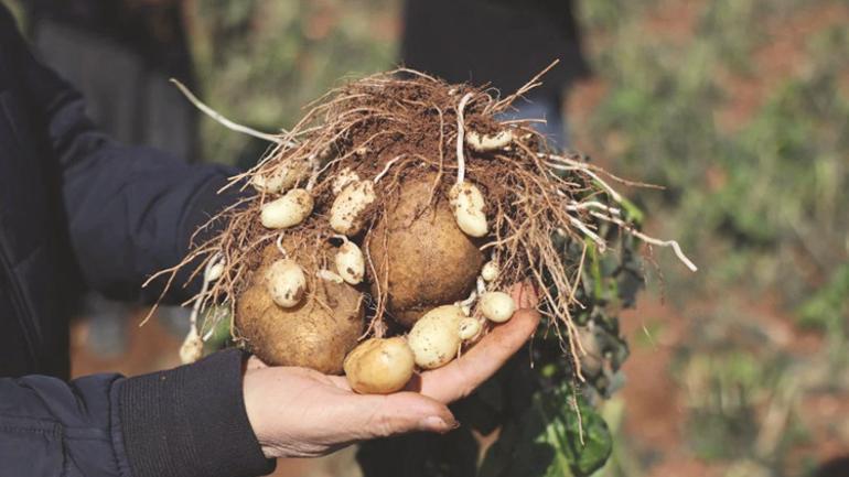Tarladaki don cebi yakacak