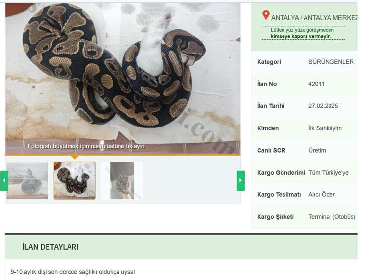 En tehlikeliler listesinde yer alıyor... Yasa dışı yollarla getirip 21 bin liraya satıyorlar İlandaki açıklamada dikkat çeken not