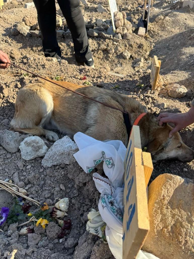 Necla Teyzenin köpekleri sahipsiz bırakılmadı... Bambam Ülker Güleryüzün mezarının başından ayrılmadı