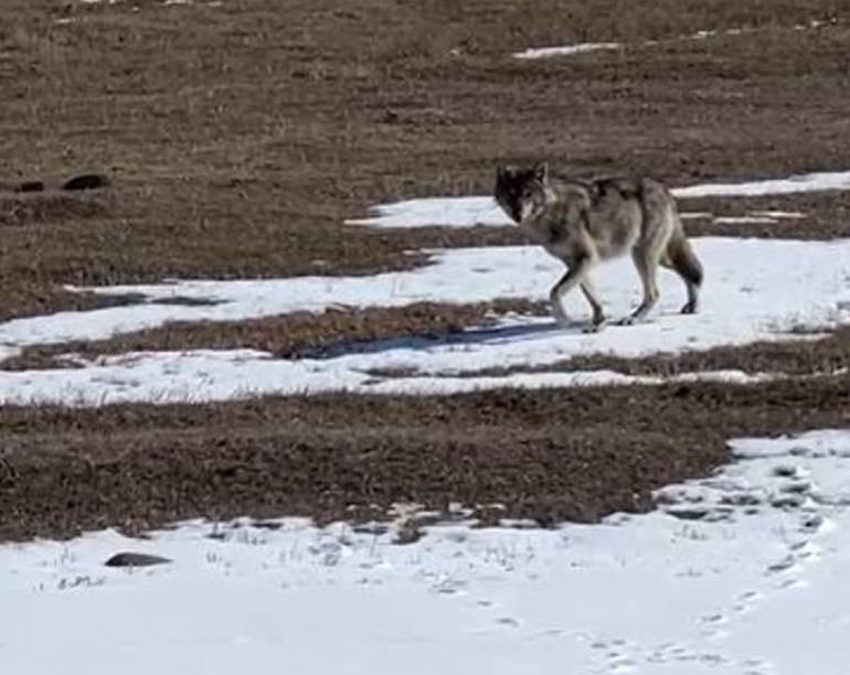 Karlı arazide yalnız başına ilerliyordu... Ardahanda bir sürücü fark etti, hemen kayda aldı