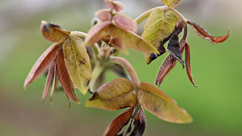 Bakan Yumaklıdan zirai dondan etkilenen çiftçilerle ilgili açıklama