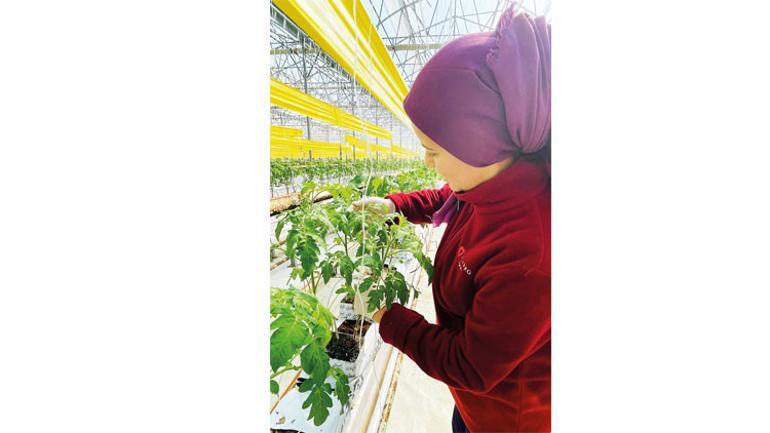 ‘Dev şirketler domatese bibere yatırım yapmalı’