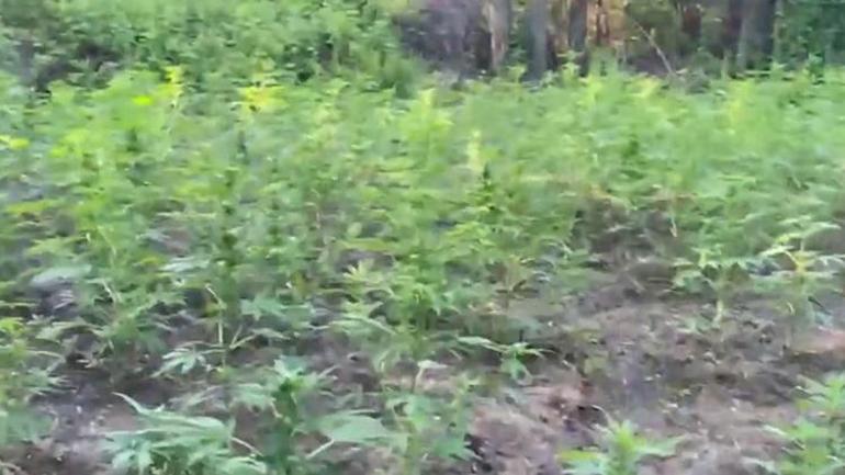 Diyarbakır’da 30 bin kök kenevir ele geçirildi
