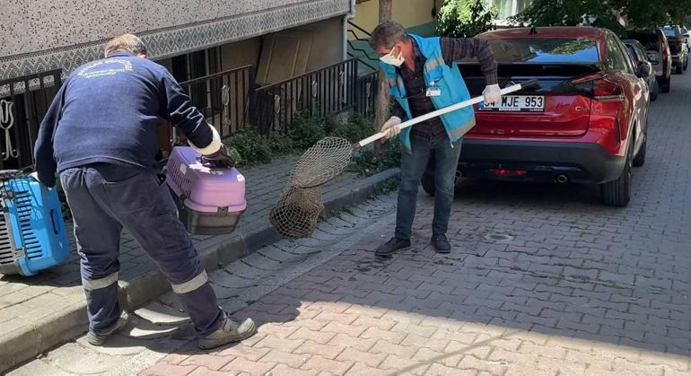 Avcılarda mahallelinin şikayet ettiği eve girildi, kokunun kaynağı ortaya çıktı