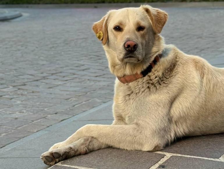  Karşılarında köpeği görünce şaşkına döndüler