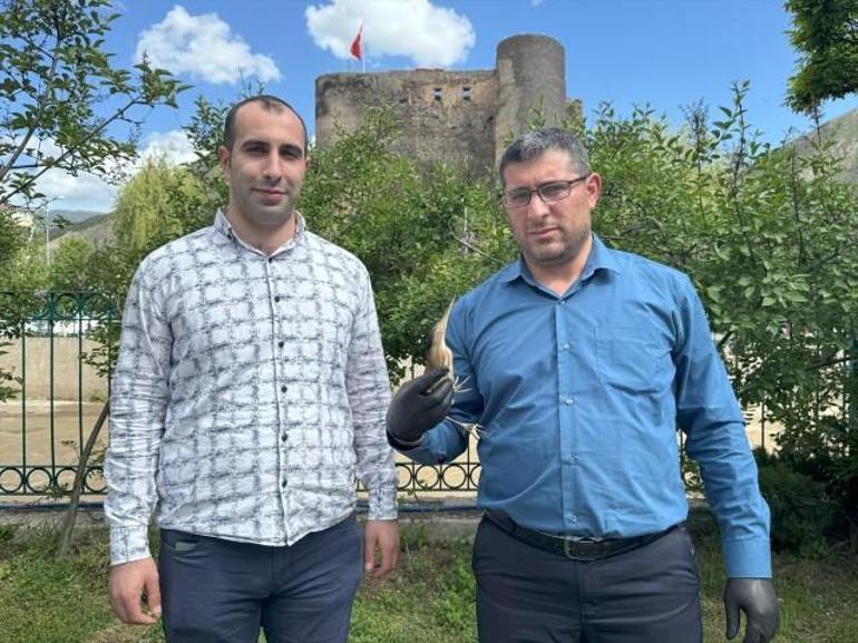 Nesli tehlike altındaki tür Erzurumda yaralı halde bulundu