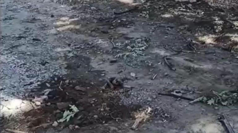 4 mahallede yılan tedirginliği, araçların motorlarından çıktılar