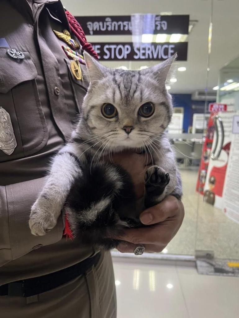 Taylandda bir garip sabıkalı: Fotoğrafı çekildi, pati izi alındı