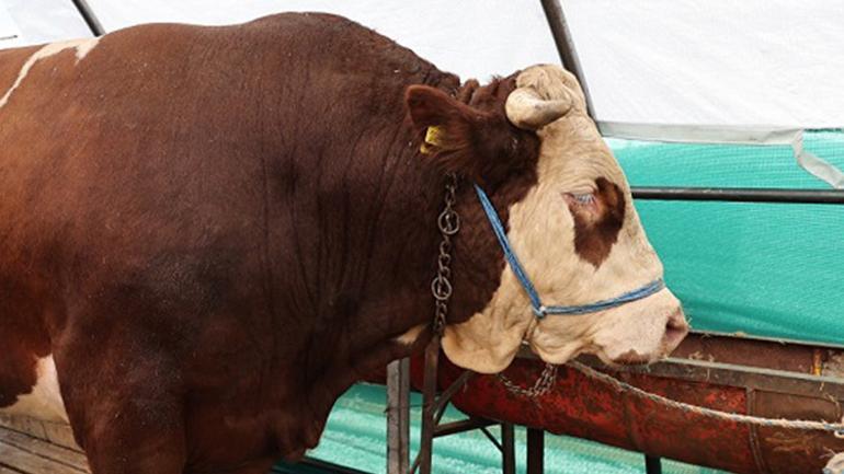 Bağcılarda en büyük kurbanlık Şampiyon oldu 1 ton 150 kilo ağırlığında