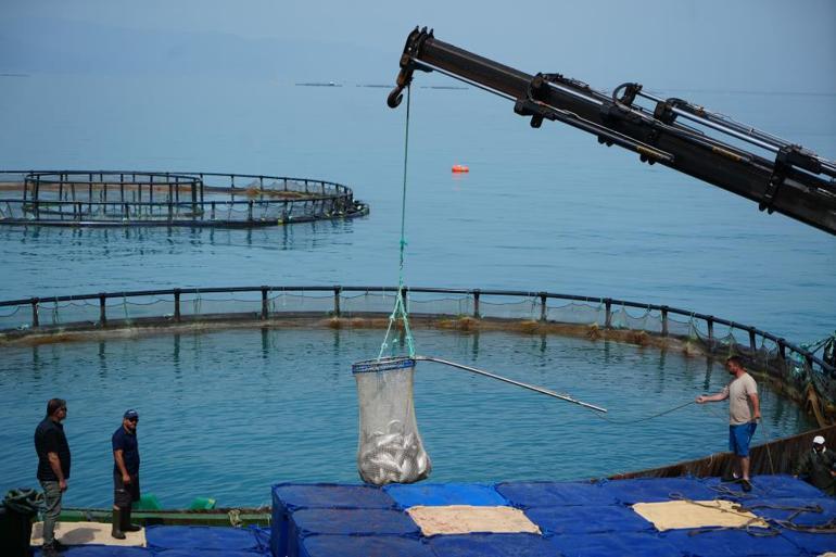 Türk somonu hasadı başladı