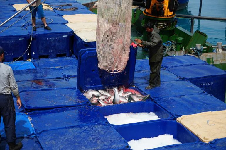 Türk somonu hasadı başladı