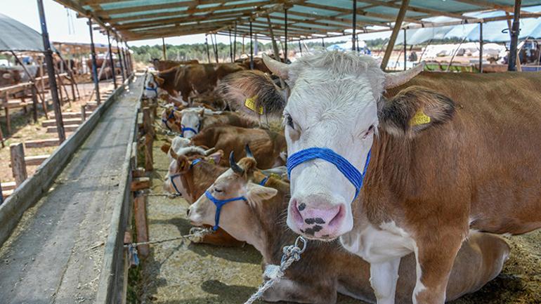 İnternetten kurbanlık alacaklara önemli uyarı