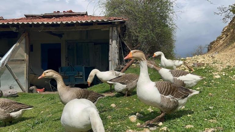 Yumruk atan eller şimdi kaz tüyü topluyor İhracata başlıyor