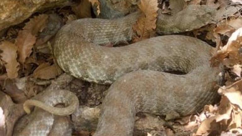 Türkiyenin en zehirlisi Tuncelide ortaya çıktı Tek bir ısırığı öldürüyor