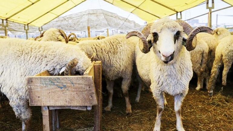 Kurbanlıktan elbiseye güvenilir yerlerden alışveriş yapın: Bayramlık ‘fırsat’ ve ‘indirim’lere dikkat