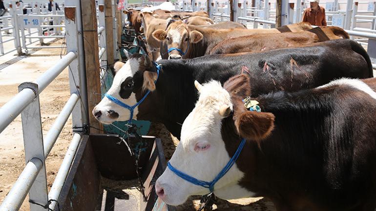 Kurban kesenler dikkat Başına bu işler gelen tazminat alabilecek