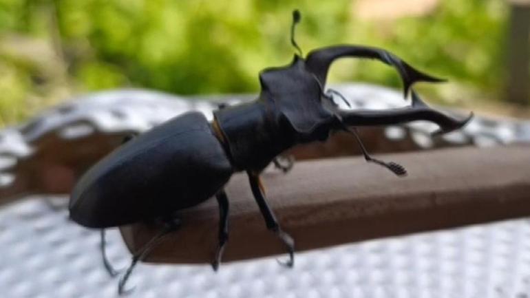 Akademik çalışmalara konu oldu Öldürene veya satana 557 bin TL ceza