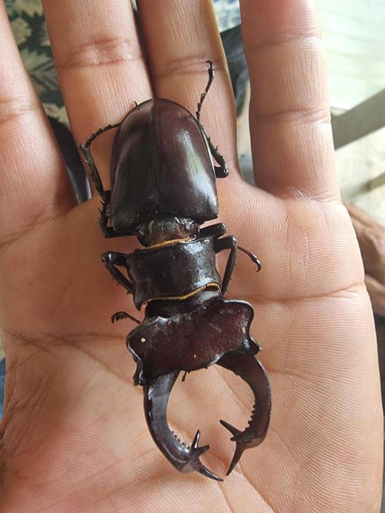 Akademik çalışmalara konu oldu Öldürene veya satana 557 bin TL ceza