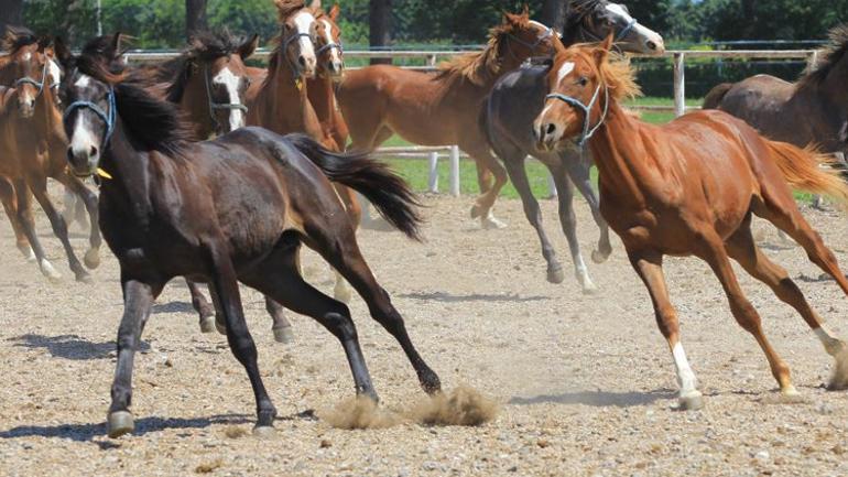 Bu at koşmadan da servet kazandırıyor Litresi 2,5 milyon TL, talep çok herkese yok