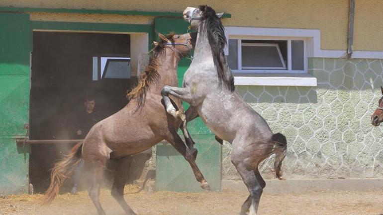 Bu at koşmadan da servet kazandırıyor Litresi 2,5 milyon TL, talep çok herkese yok