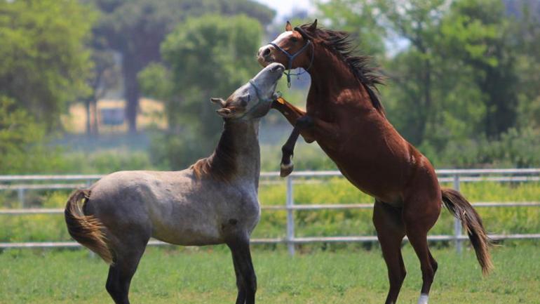 Bu at koşmadan da servet kazandırıyor Litresi 2,5 milyon TL, talep çok herkese yok