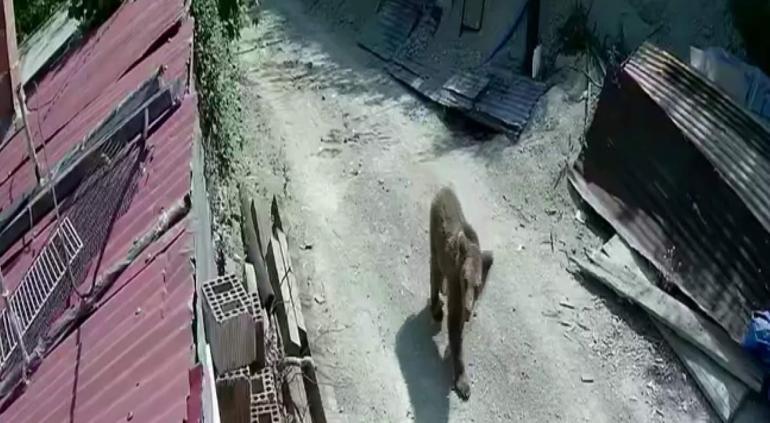  Şehrin farklı noktalarında görüldüler
