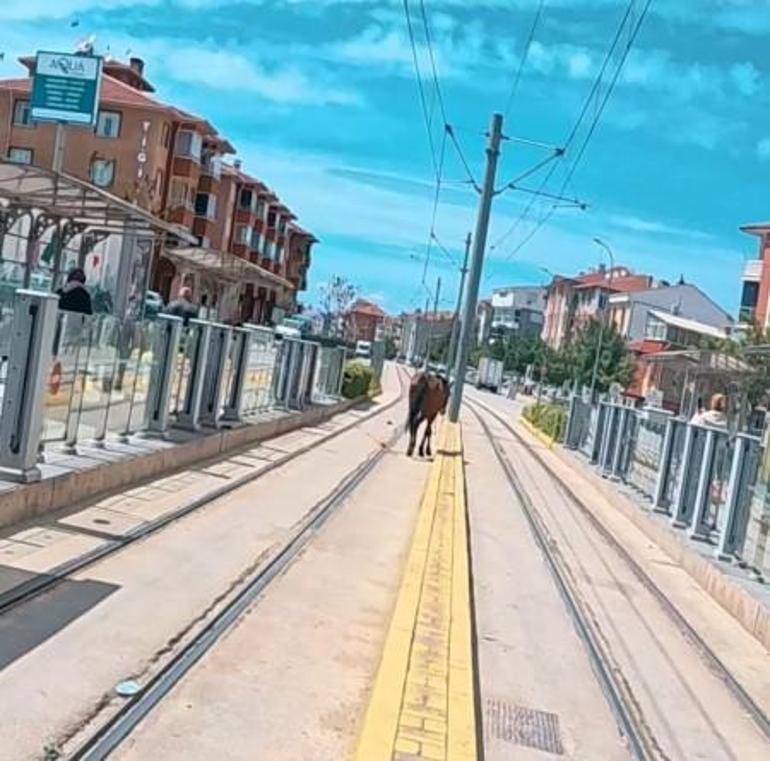 Eskişehirde ilginç olay: Tramvay durağındaki atı görenler şaştı kaldı