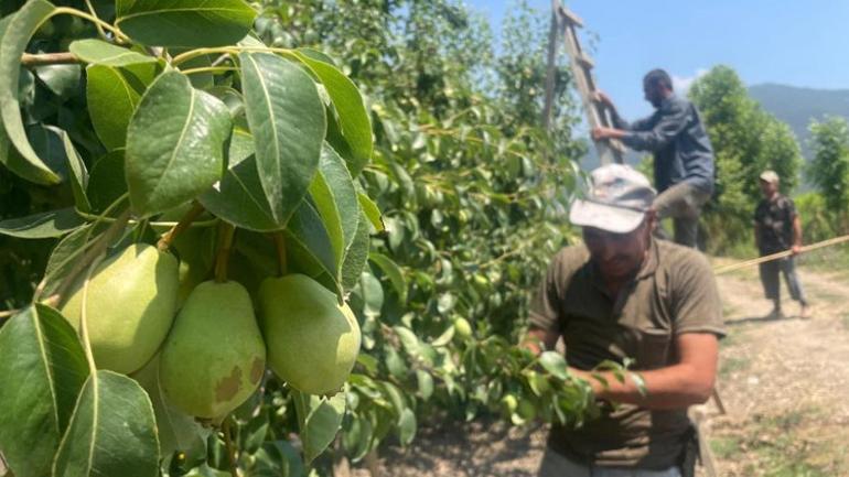 Tonlarca armut ve şeftaliyi koparıp yere atıyorlar