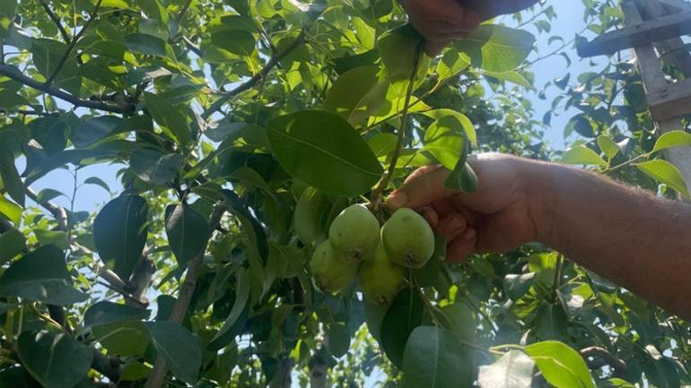 Tonlarca armut ve şeftaliyi koparıp yere atıyorlar