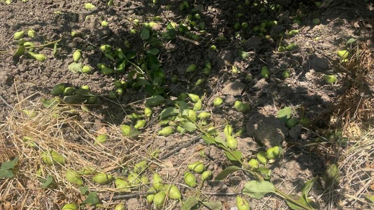 Tonlarca armut ve şeftaliyi koparıp yere atıyorlar