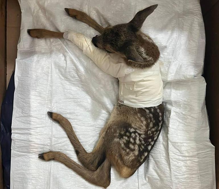Yolda yaralı halde bulundu, tedavi altına alındı