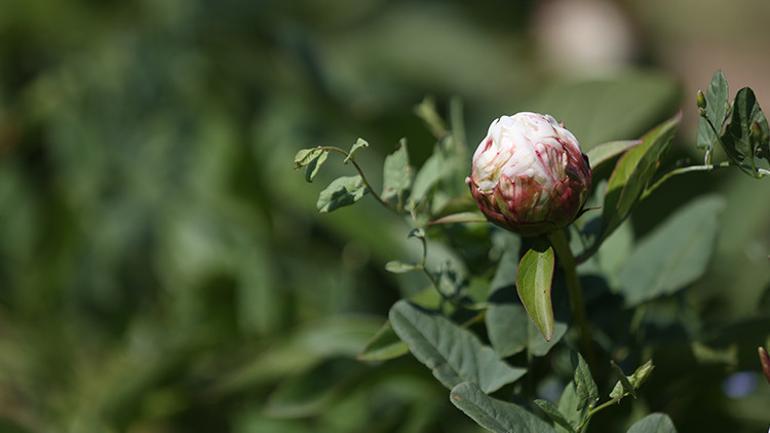 Yöneticiliği bıraktı, çiftçiliğe başladı Talebe yetişemiyor