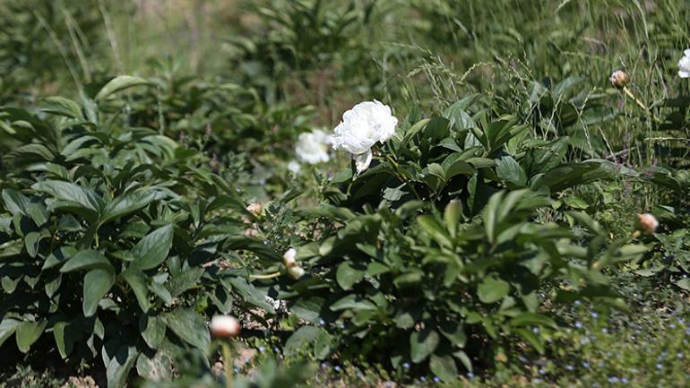 Yöneticiliği bıraktı, çiftçiliğe başladı Talebe yetişemiyor