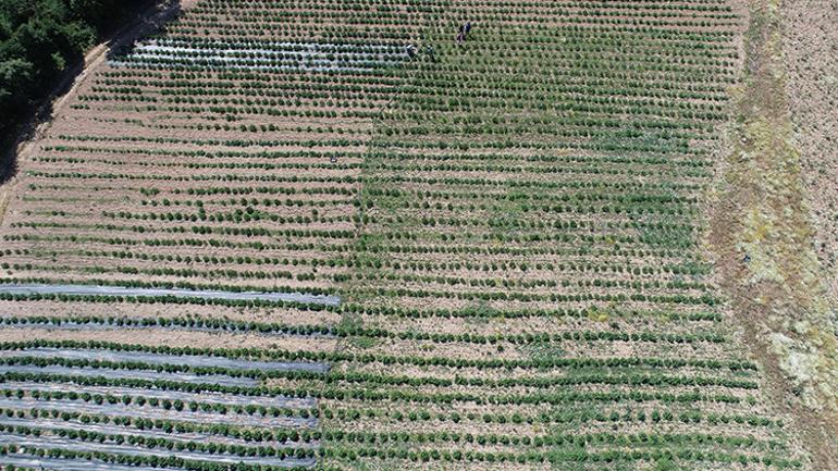 Yöneticiliği bıraktı, çiftçiliğe başladı Talebe yetişemiyor