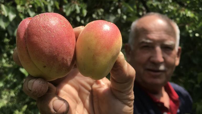 Don vurdu, kurusunun fiyatı bin lirayı aştı