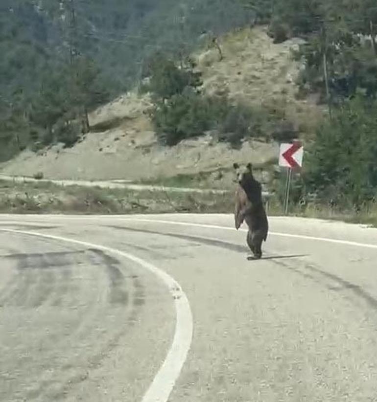 Boluda yola indi, köy muhtarı telefonuyla görüntüledi