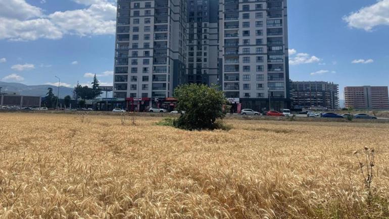 Lüks gökdelenlerin arasında buğday direnişi