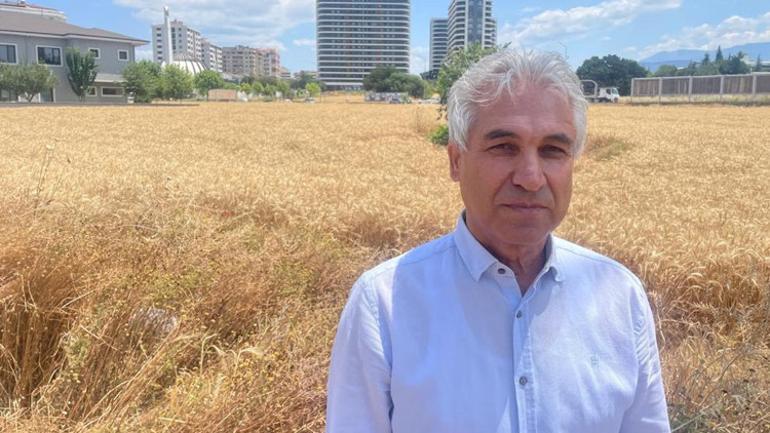 Lüks gökdelenlerin arasında buğday direnişi