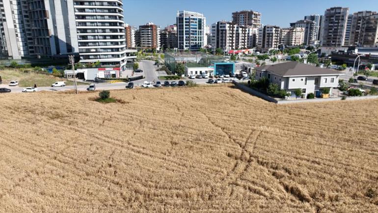 Lüks gökdelenlerin arasında buğday direnişi