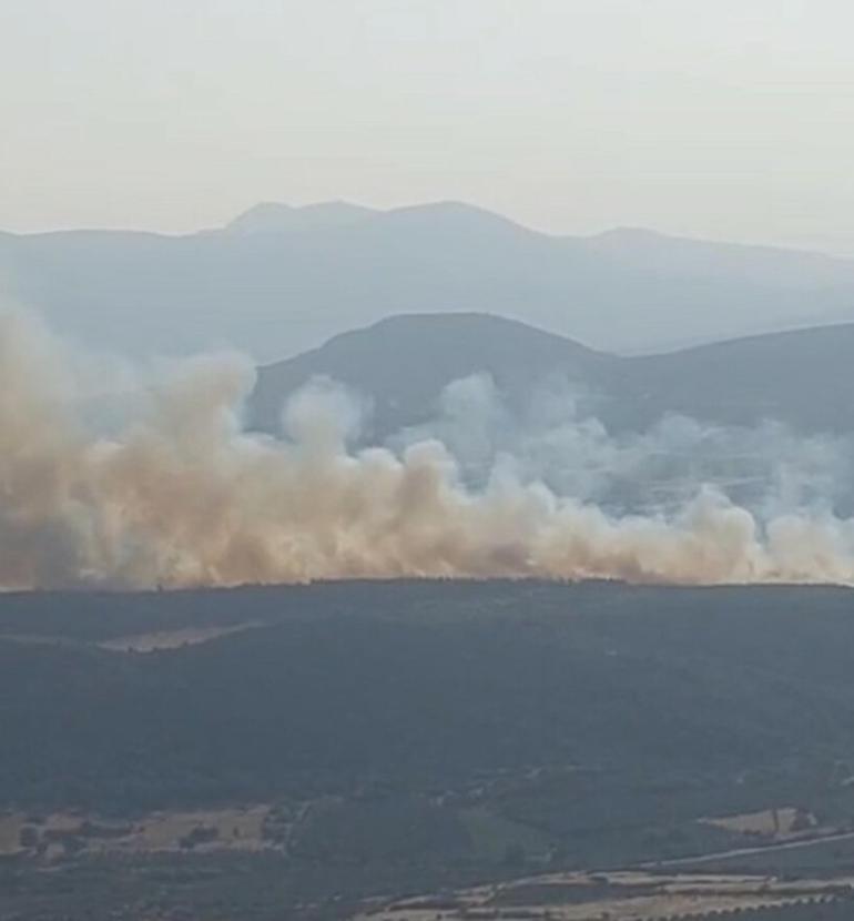 Manisada orman yangını