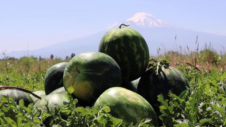 Doğu Anadolunun Çukurovasında hedef 4 kez hasat