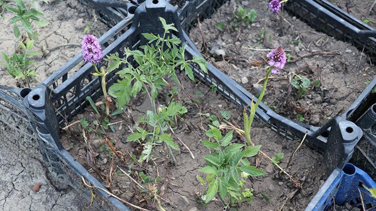 Toplanması yasak bitki çiftin yeni kazanç kapısı oldu