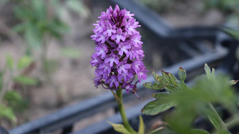 Toplanması yasak bitki çiftin yeni kazanç kapısı oldu