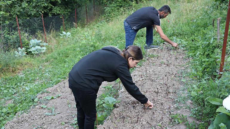 Toplanması yasak bitki çiftin yeni kazanç kapısı oldu